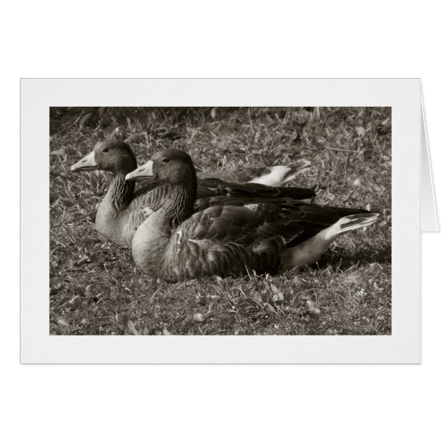 Greylag Geese Sepia (Wide Borderade) Hälsningskort (Framsidan Horizontal)