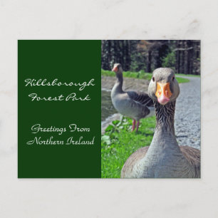 Greylag Geese (skogsparken Hillsbrough) Vykort
