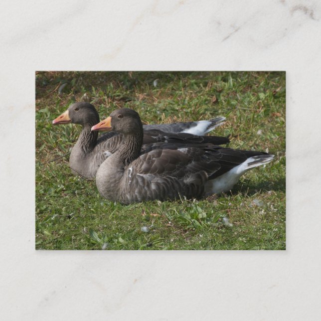 Greylag Geese Visitkort (Framsida)