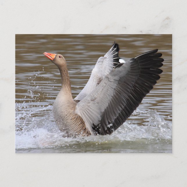 Greylag Geese Vykort (Framsida)