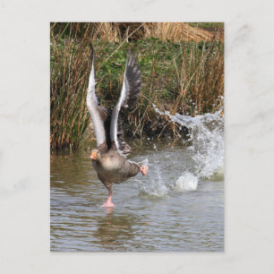 Greylag Geese Vykort