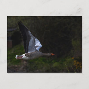 Greylag Geese Vykort