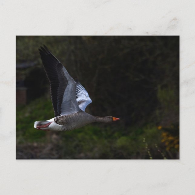 Greylag Geese Vykort (Framsida)