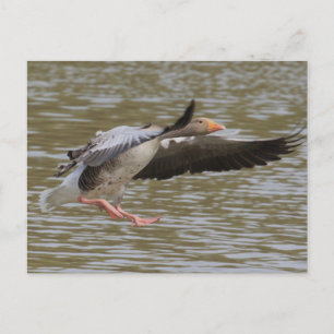 Greylag Geese Vykort