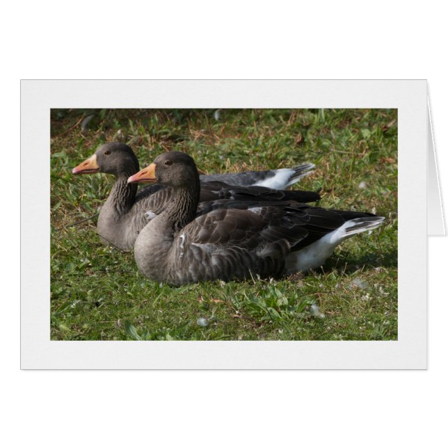 Greylag Geese (Wide Borderade) Hälsningskort (Framsidan Horizontal)