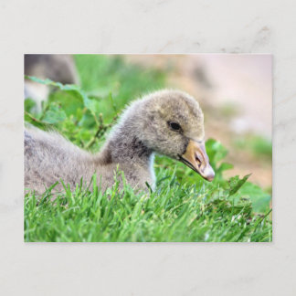 Greylag Goose Gosling Vykort