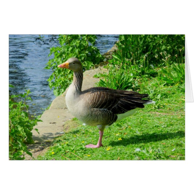 Greylag Goose Hälsningskort (Framsidan Horizontal)