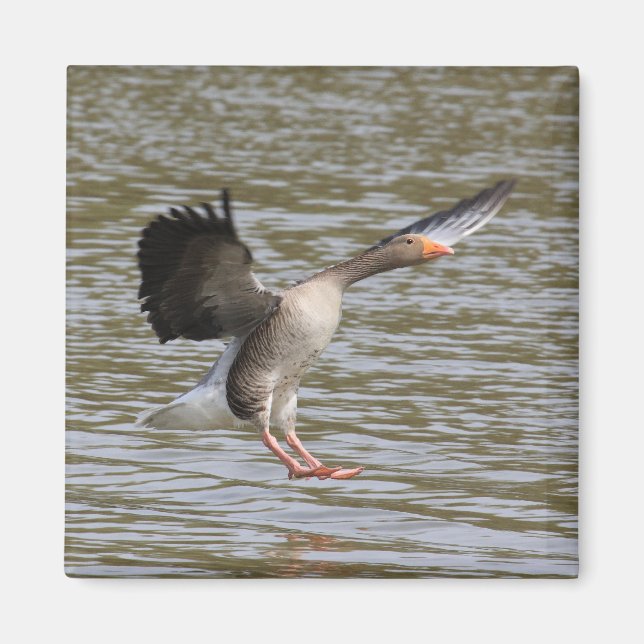 Greylag Goose Magnet (Framsidan)