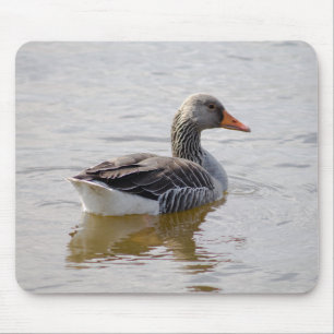 Greylag Goose Musmatta