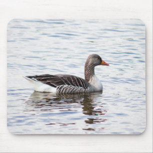 Greylag Goose Musmatta