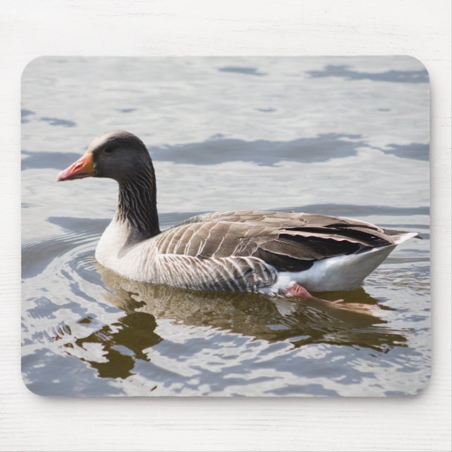 Greylag Goose Musmatta (Framsidan)