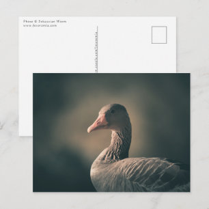 Greylag Goose Nature Photo Vykort