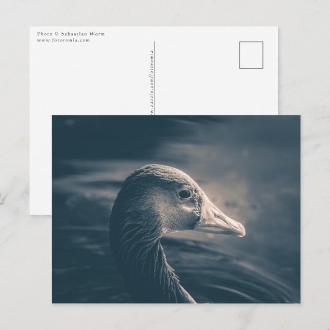 Greylag Goose Nature Photo Vykort (Fram/baksida)