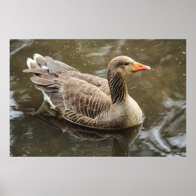 Greylag Goose. Roath Park Sjö, Cardiff, Wales Pos Poster (Framsidan)