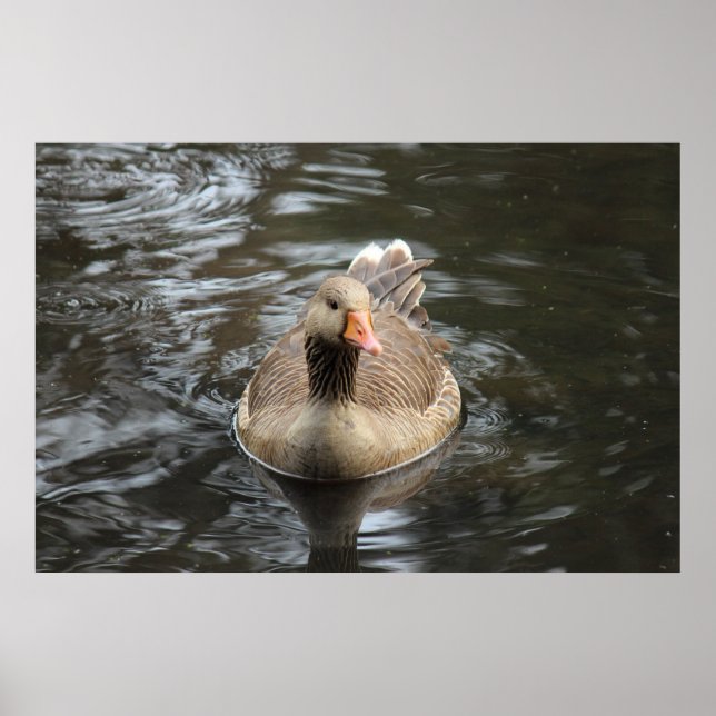 Greylag Goose. Roath Park Sjö, Cardiff, Wales Pos Poster (Framsidan)