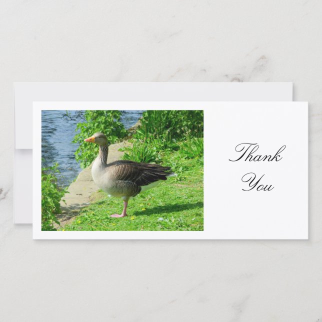 Greylag Goose - Tack Kort (Framsida)