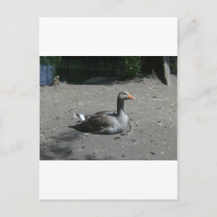 Greylag Goose Vykort
