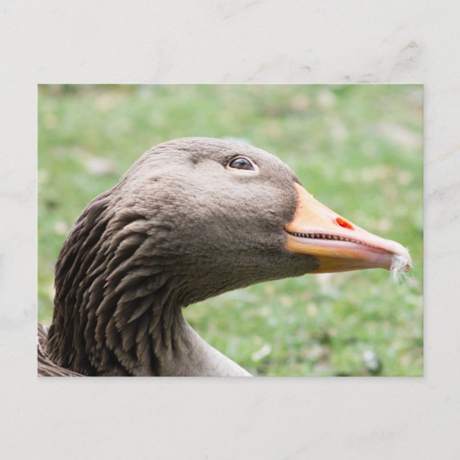 Greylag Goose Vykort (Framsida)
