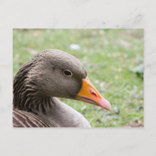 Greylag Goose Vykort