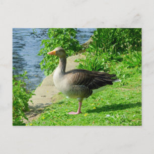 Greylag Goose Vykort