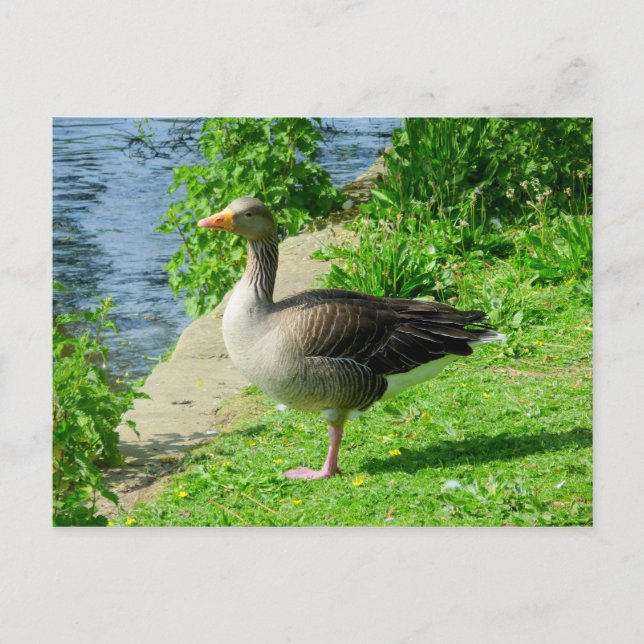 Greylag Goose Vykort (Framsida)
