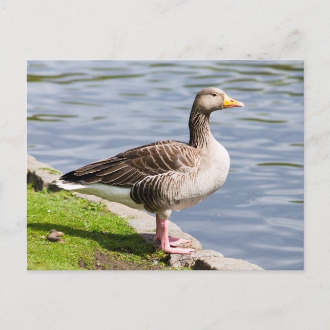 Greylag Goose Vykort (Framsida)