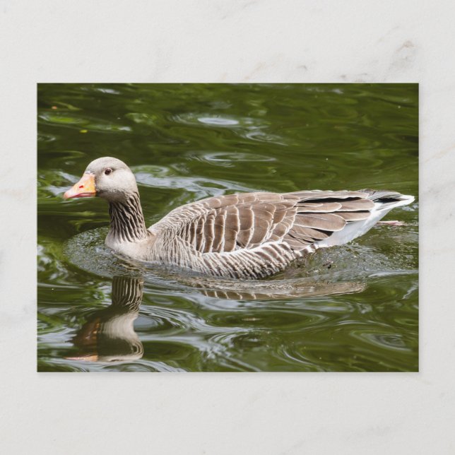 Greylag Goose Vykort (Framsida)