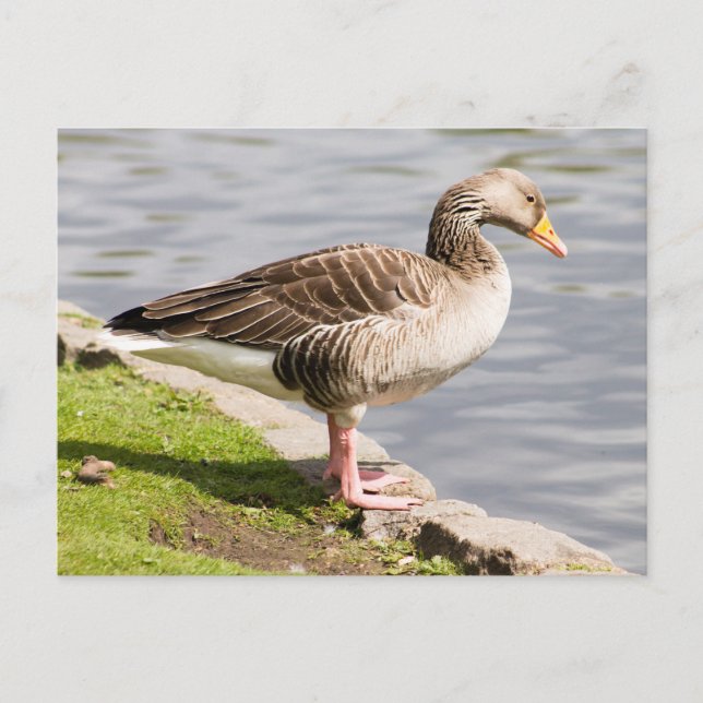 Greylag Goose Vykort (Framsida)