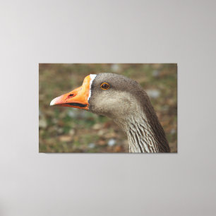 Greylag Svan Goose Kor Canvastryck