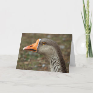 Greylag Svan Goose Kor Kort