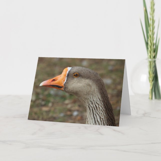 Greylag Svan Goose Kor Kort (Framsida)