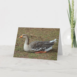 Greylag Svan Goose Kor Kort