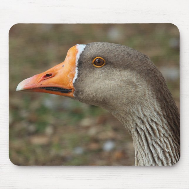 Greylag Svan Goose Kor Musmatta (Framsidan)