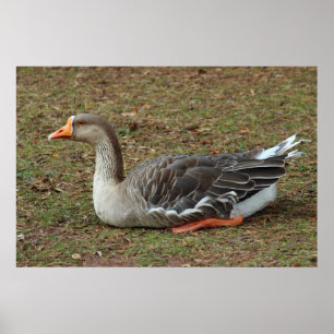Greylag Svan Goose Kor Poster