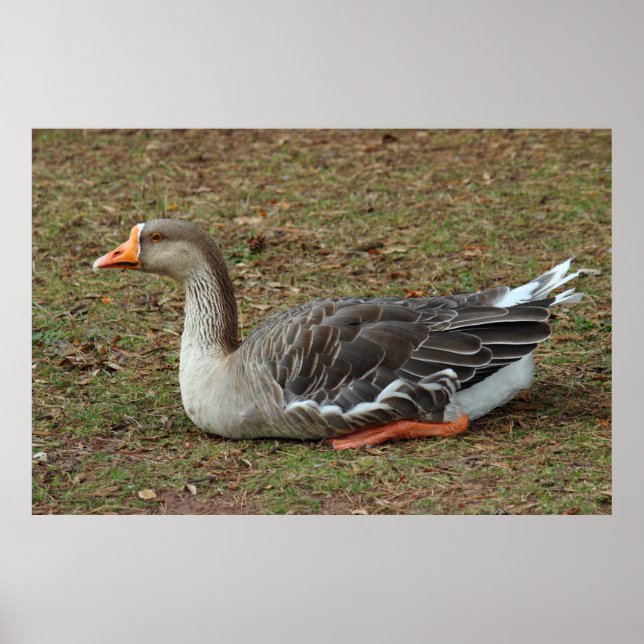 Greylag Svan Goose Kor Poster (Framsidan)