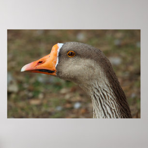 Greylag Svan Goose Kor Poster