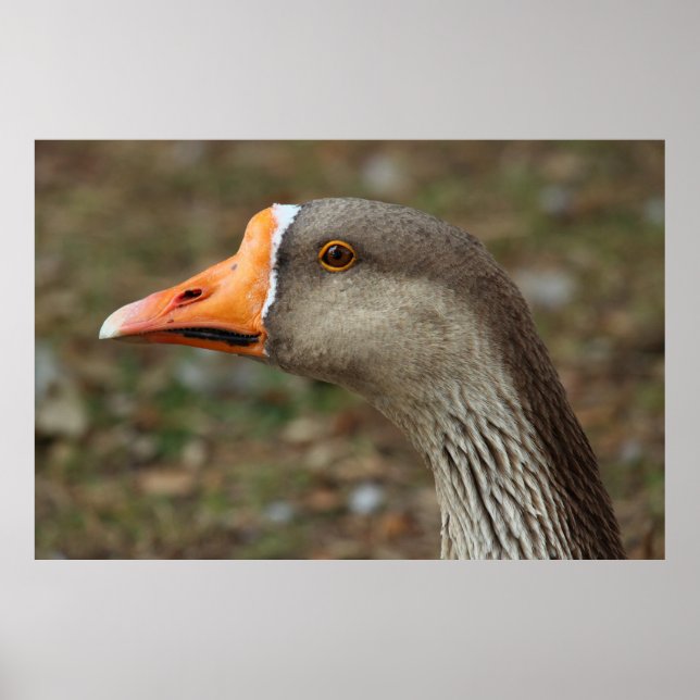 Greylag Svan Goose Kor Poster (Framsidan)