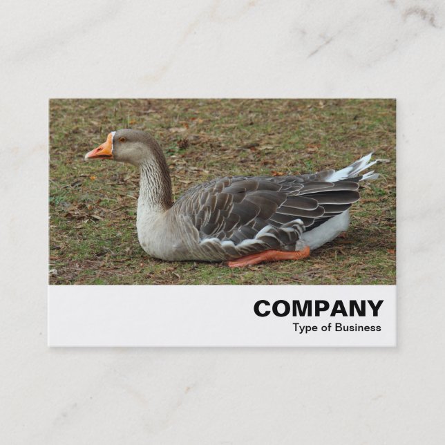 Greylag Svan Goose Kor Visitkort (Framsida)