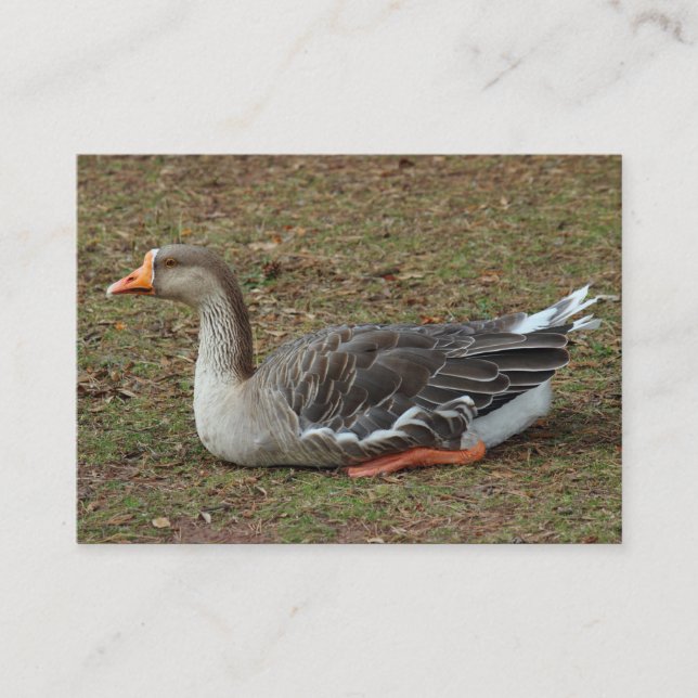 Greylag Svan Goose Kor Visitkort (Framsida)