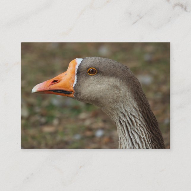 Greylag Svan Goose Kor Visitkort (Framsida)