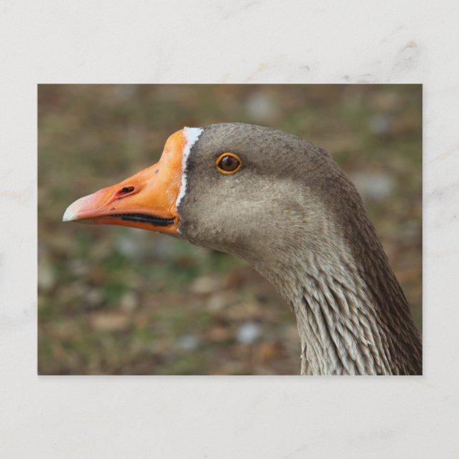 Greylag Svan Goose Kor Vykort (Framsida)
