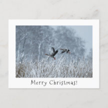 Greylaggäss i ett christmas-kort för snölandskap.