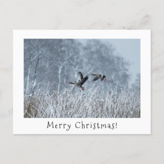 Greylaggäss i ett christmas-kort för snölandskap. helg vykort