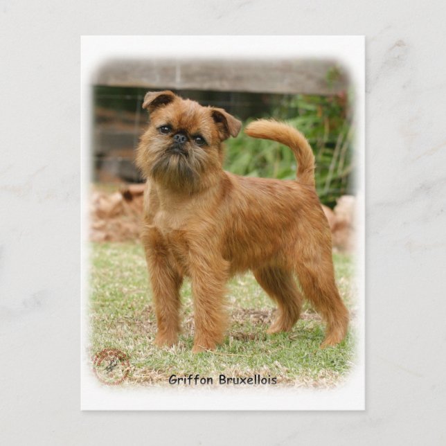Griffon Bruxellois 9Y406D-078 Vykort (Framsida)