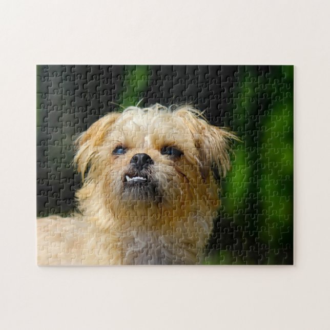 Griffon Hund Jigsaws. Pussel (Horisontell)