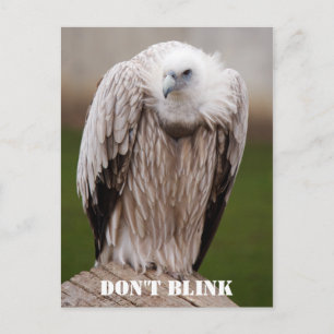 Griffon Vculture, "Blink ej Blink" vykort