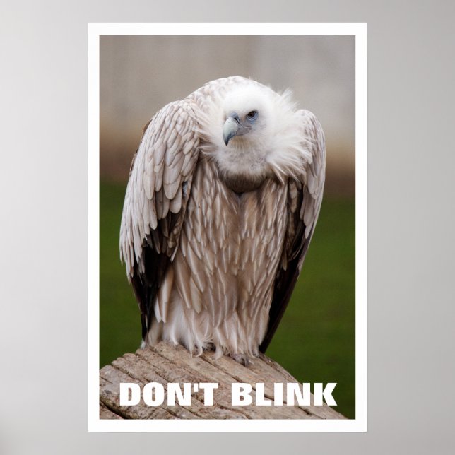 Griffon Vculture, Blink Poster inte (Framsidan)