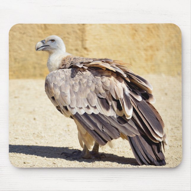 Griffon vulture on ground postcard metall ornament musmatta (Framsidan)