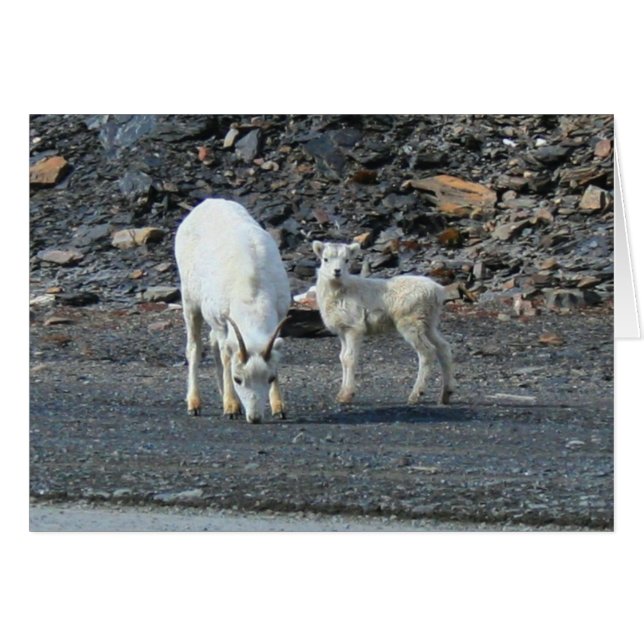 Grind på det arktiska blankkortet hälsningskort (Framsidan Horizontal)