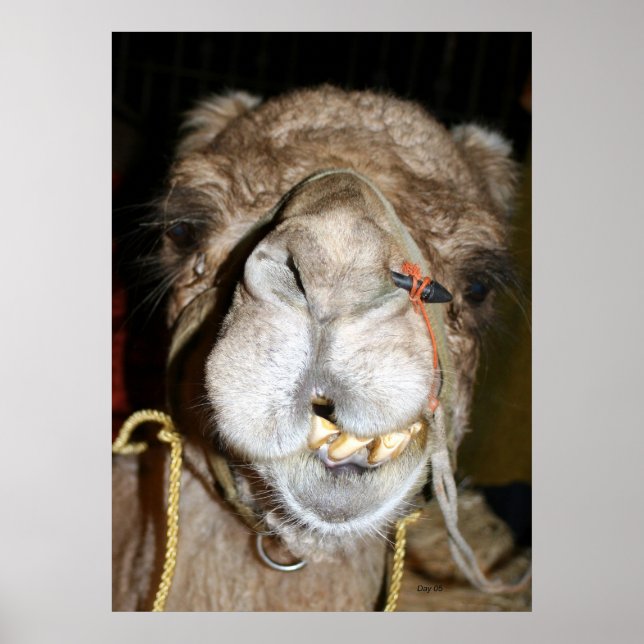 Grinning Camel Poster (Framsidan)